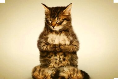 cat meditating