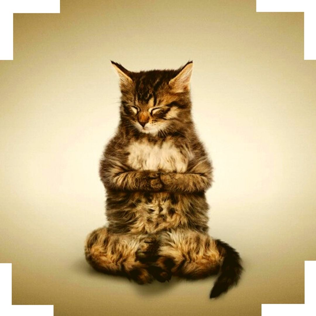 cat meditating